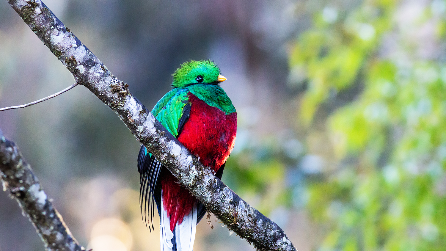 Resplendent Quetzal